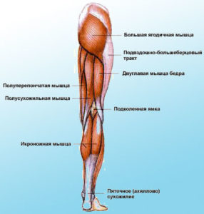 мышцы