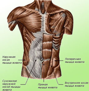 мышцы